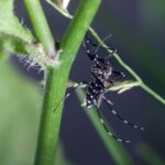 tiger startseite header