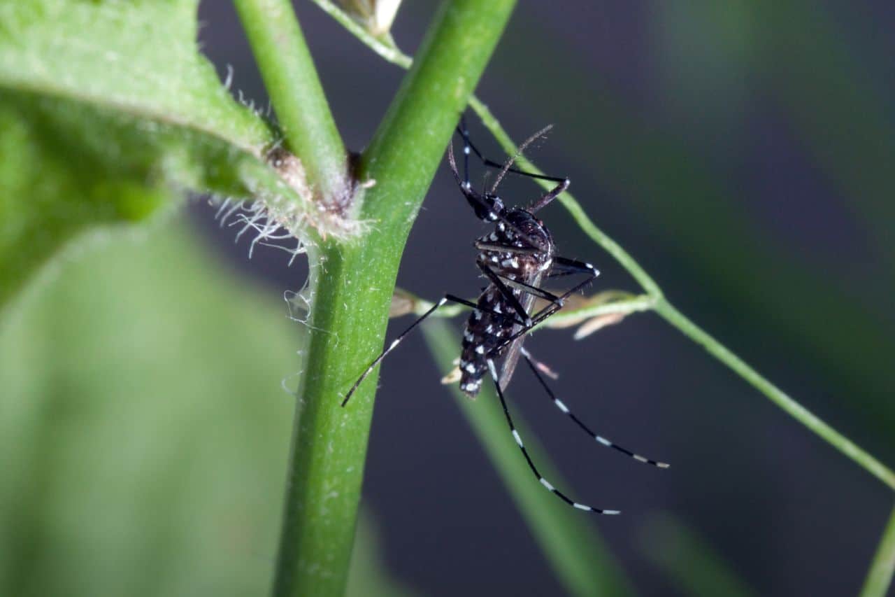 tiger startseite header