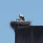 2024 vier jungstörche sind im nest foto berthold hildebrand kopie