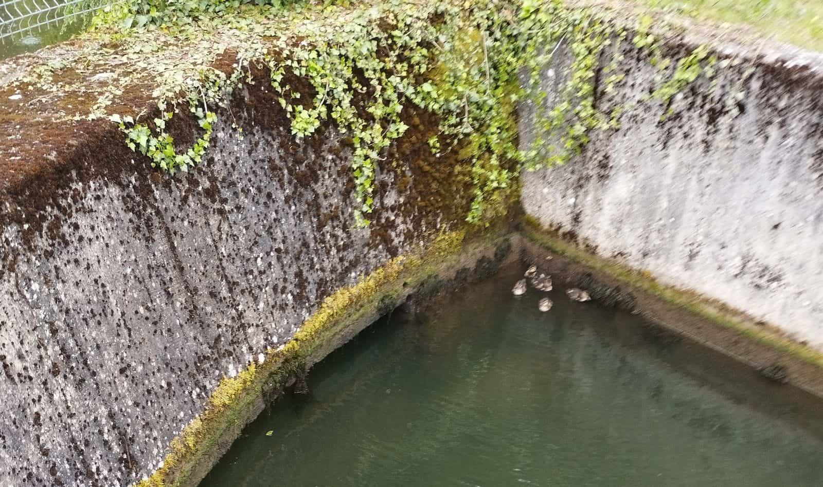 entenrettung sulz polet dk 090524 (1)