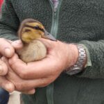 entenrettung sulz polet dk 090524 (4)