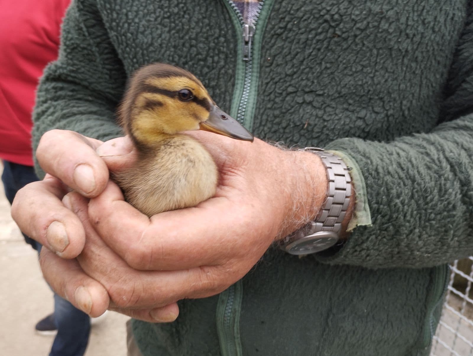 entenrettung sulz polet dk 090524 (4)