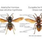 hornissen vergleich velutina.de reiner jahn 2434x1310 3f9d5b6f07