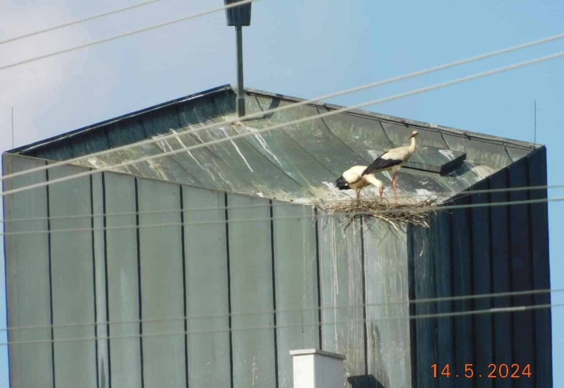 polet störche wamö dk 140524 (4)