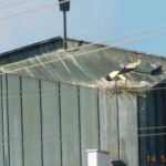 polet störche wamö dk 140524 (4)