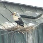 polet storch wamö 130524