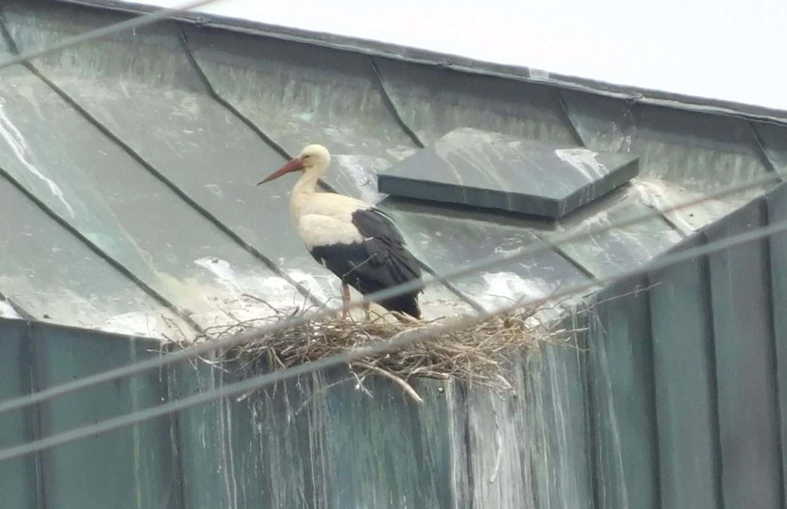polet storch wamö 130524