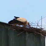 storch kirche waldmössingen dk 080524 (10)