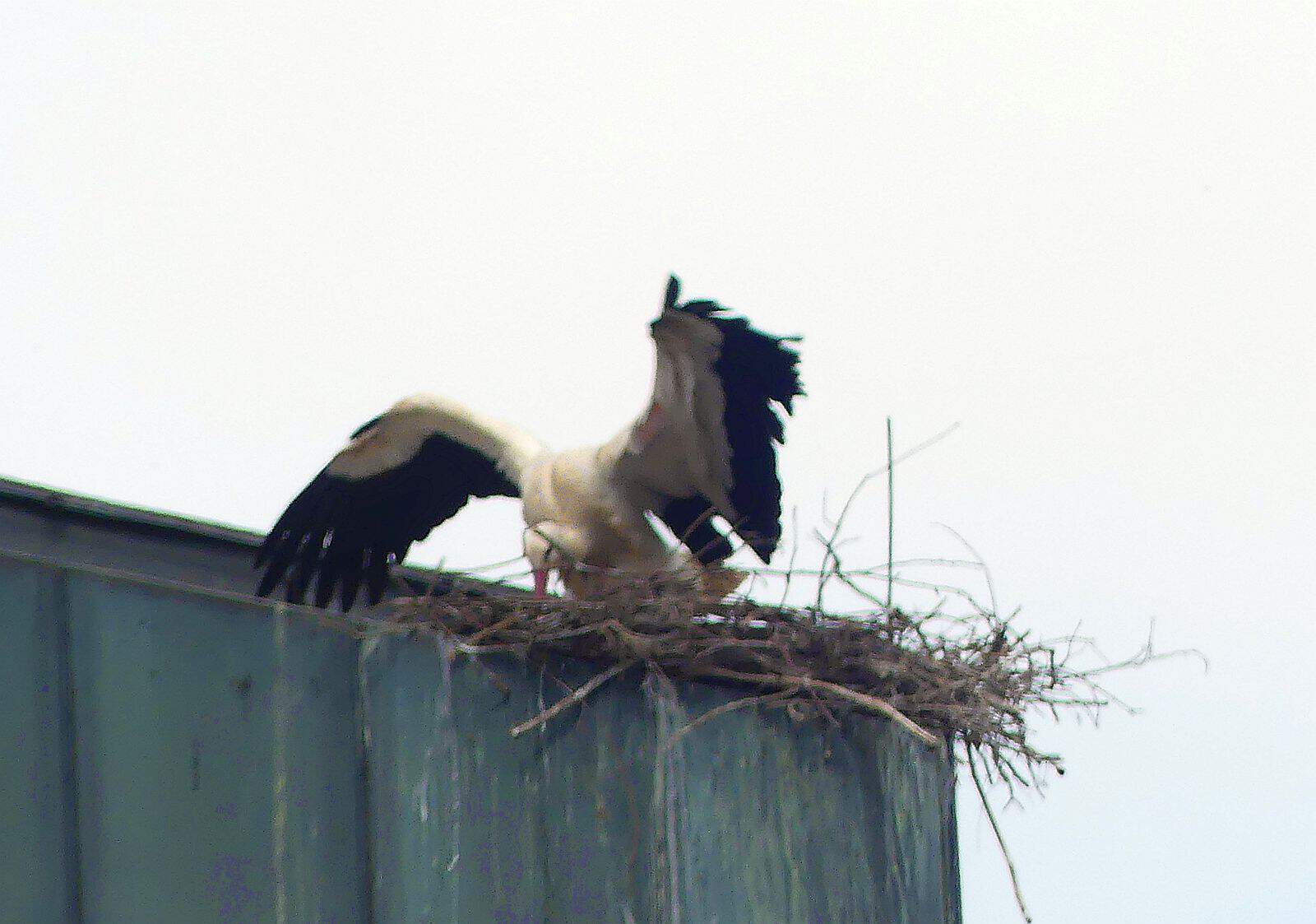 storch kirche waldmössingen dk 080524 (6)