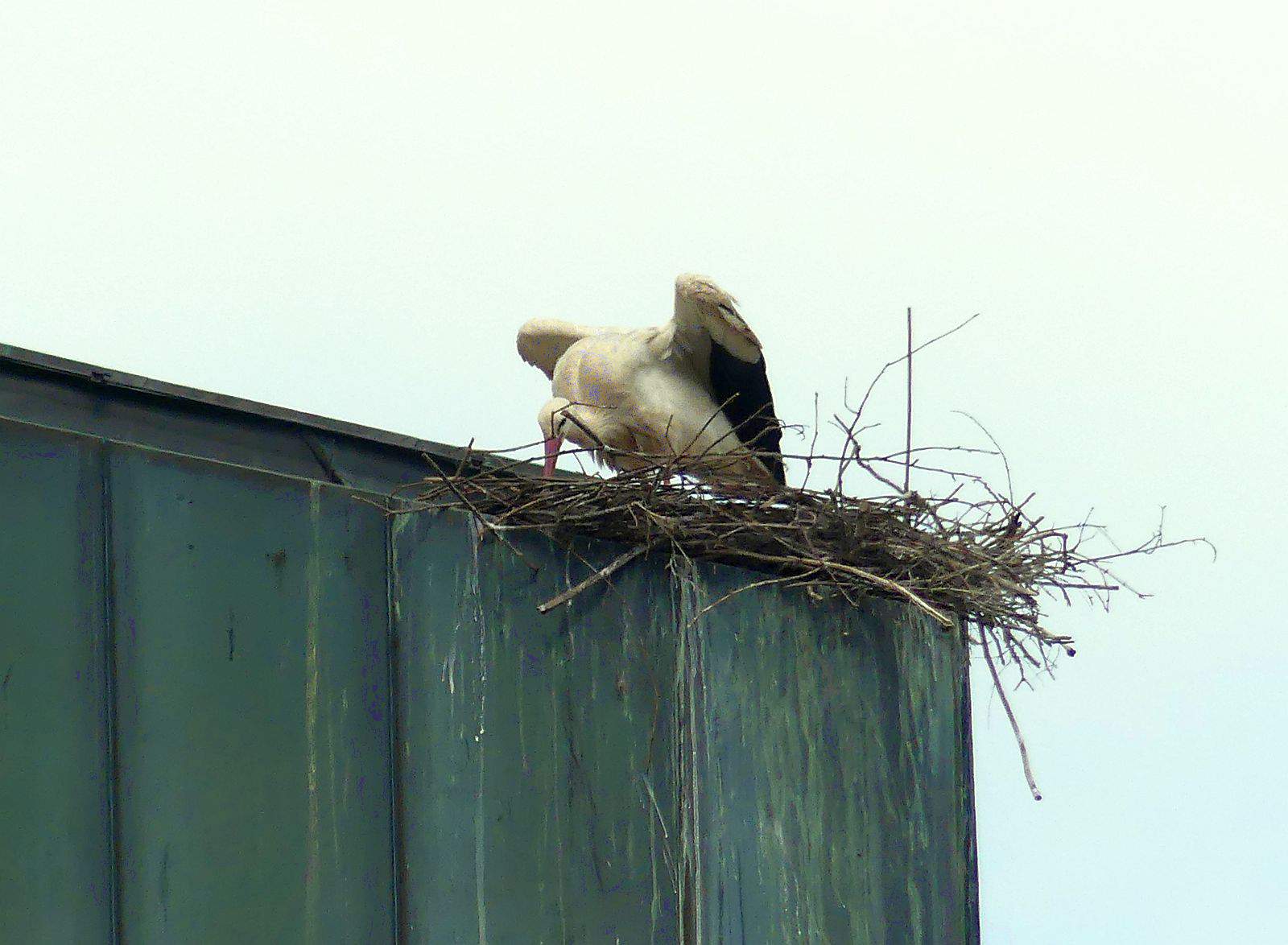 storch kirche waldmössingen dk 080524 (7)