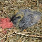 storch taube polet 030524