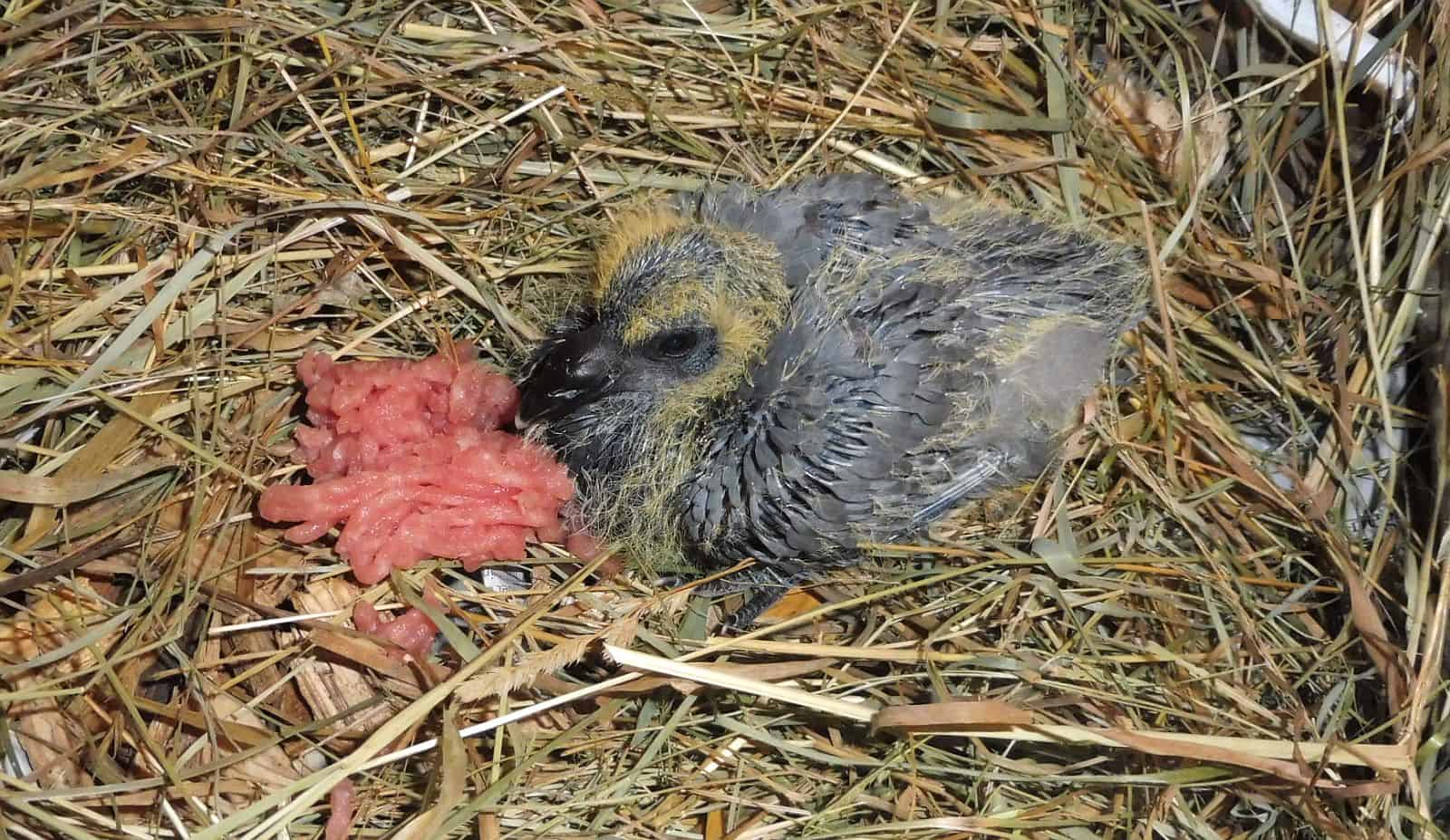 storch taube polet 030524