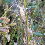 buchsbaumspinner sulgen dk 280524