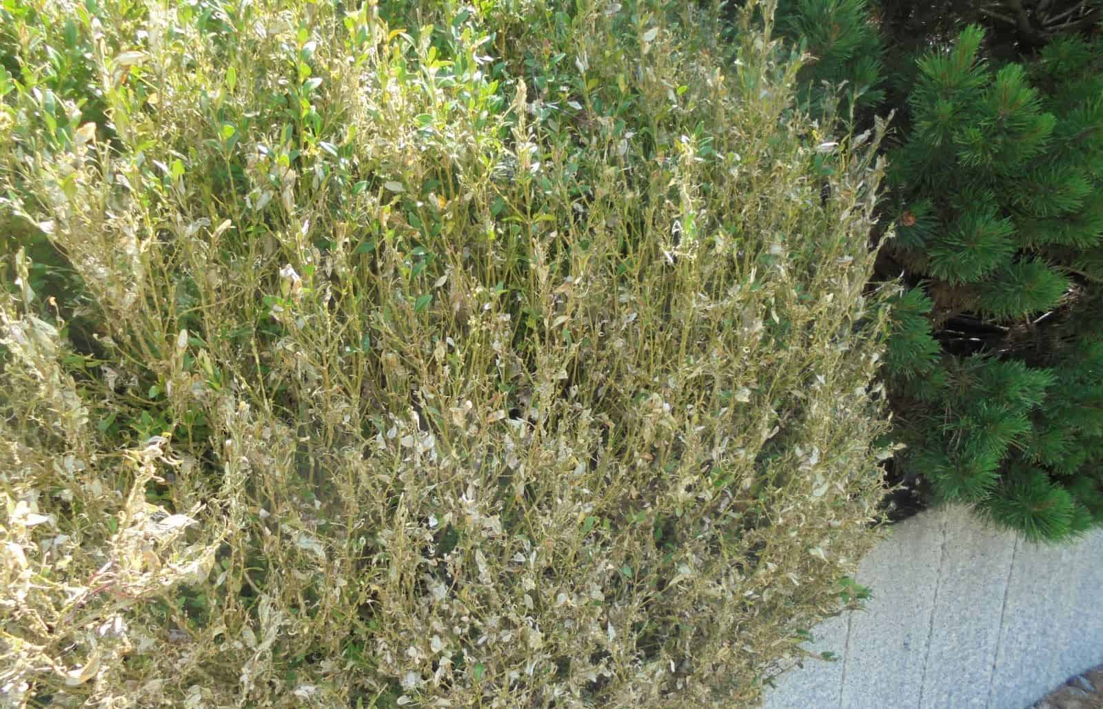 buchsbaumspinner sulgen dk 280524 (2)