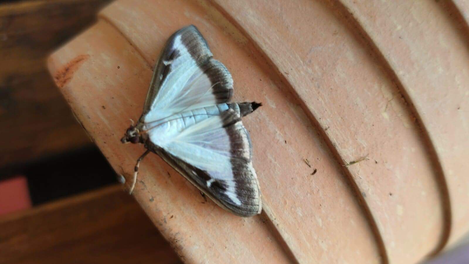 buchsbaumzünsler a schmider dkpm 240624