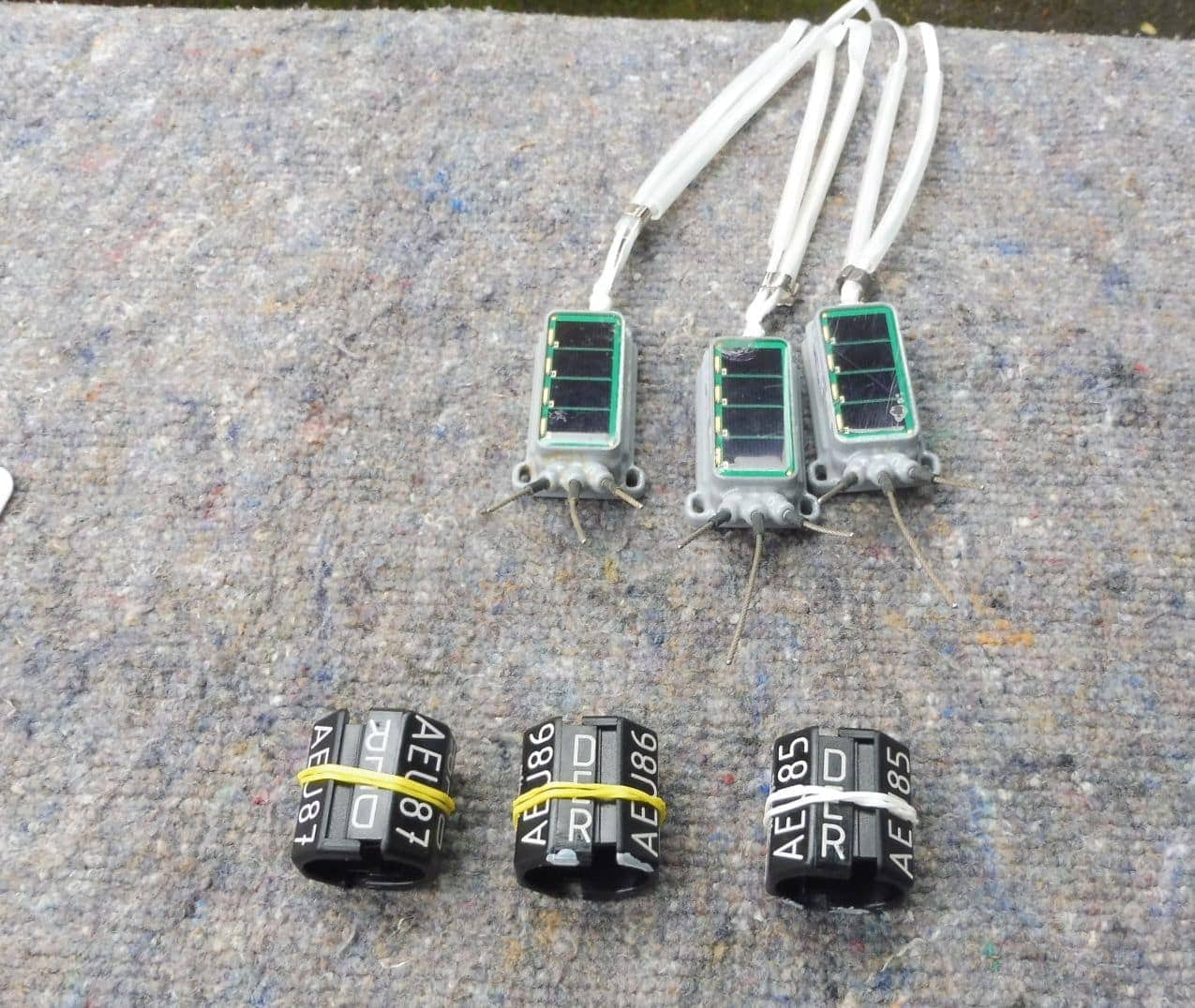 störche aktion sender dkhp 020624