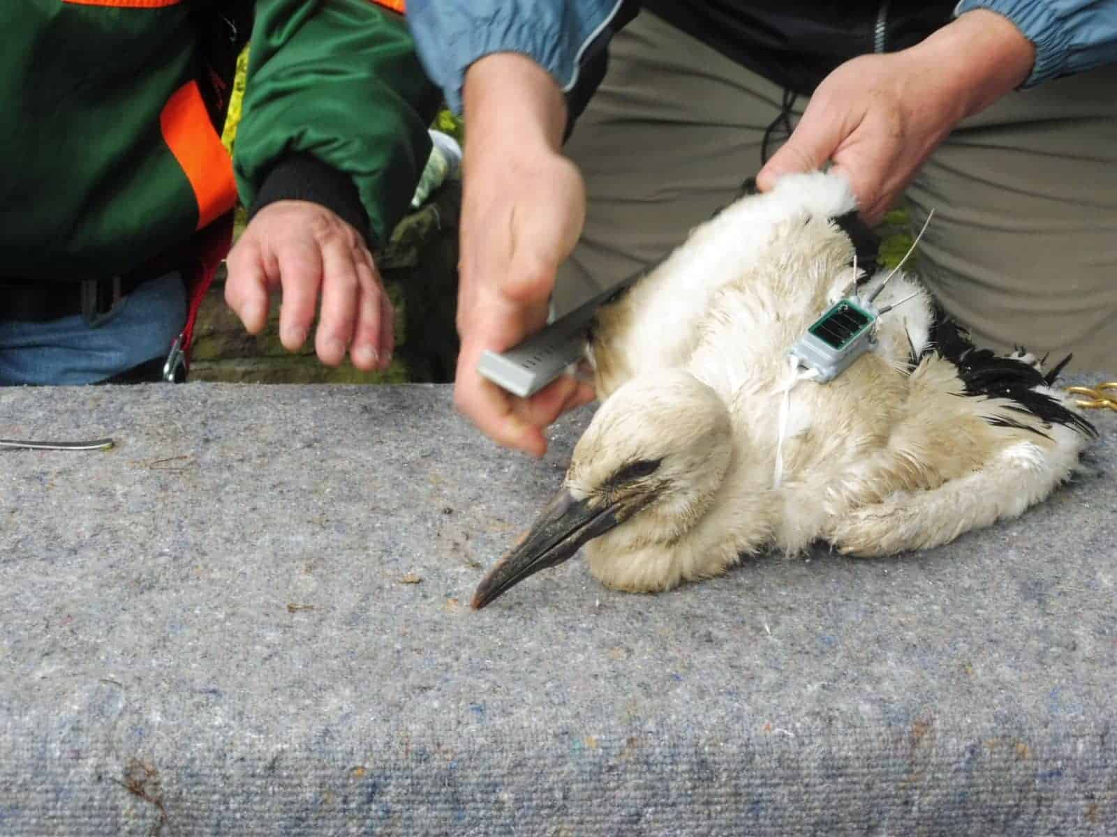 störche aktion sender montiert dkhp 020624