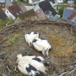 störche im nest dkhp 020624
