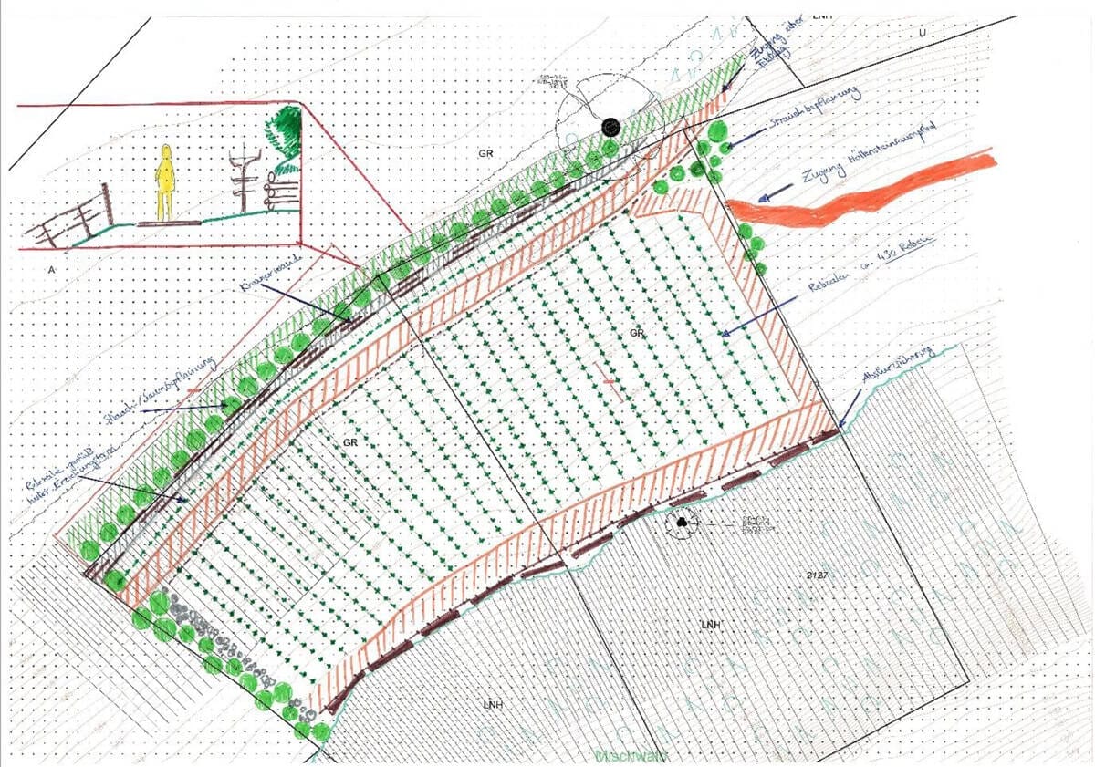 240704 weinberg höllenstein
