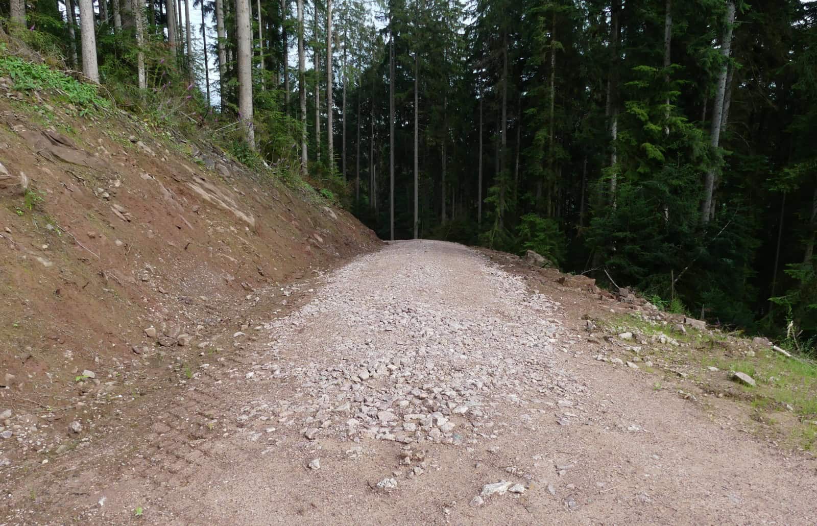 forst und radweg sulgen tal dk 020724 (1)