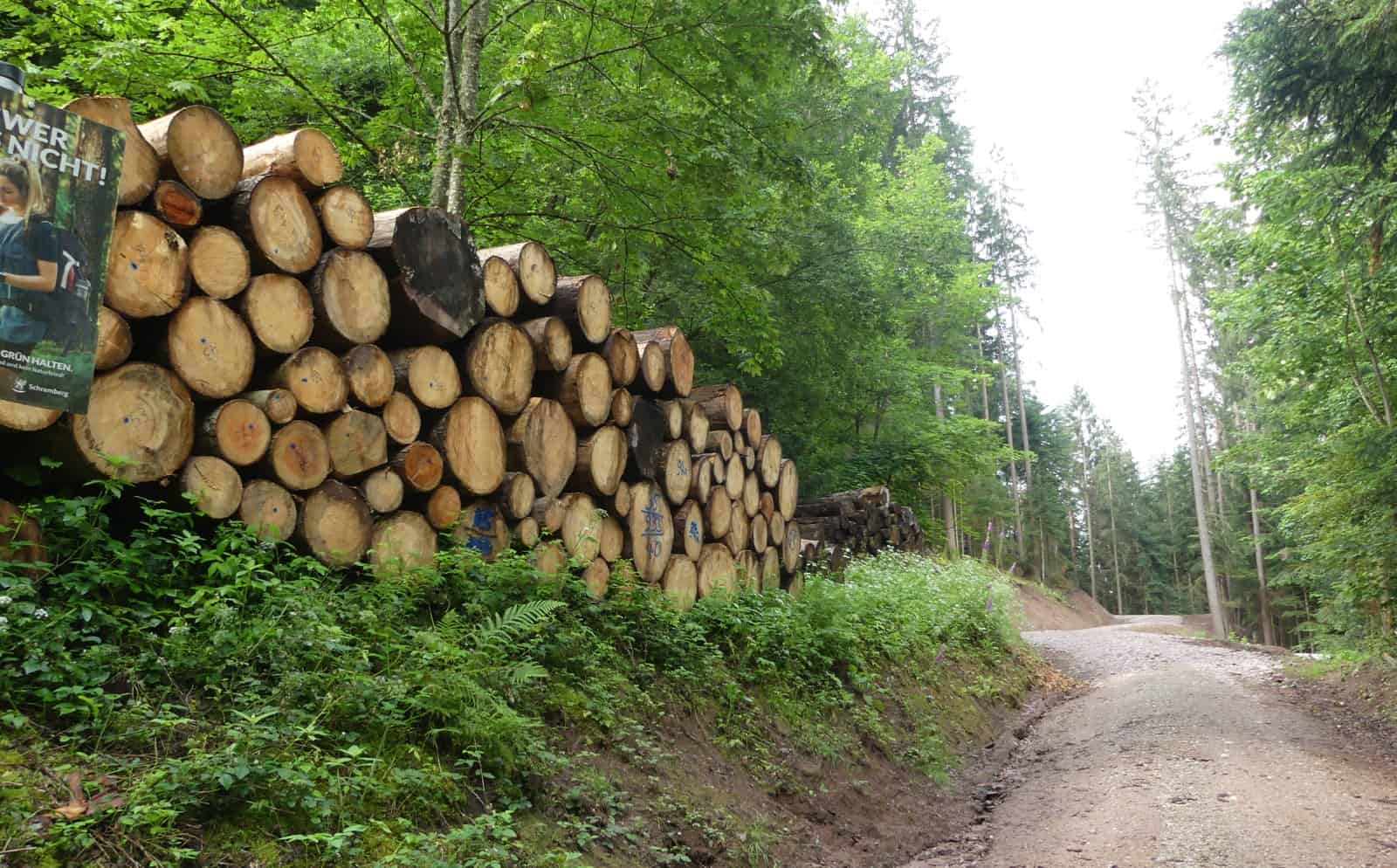 forst und radweg sulgen tal dk 020724 (7)