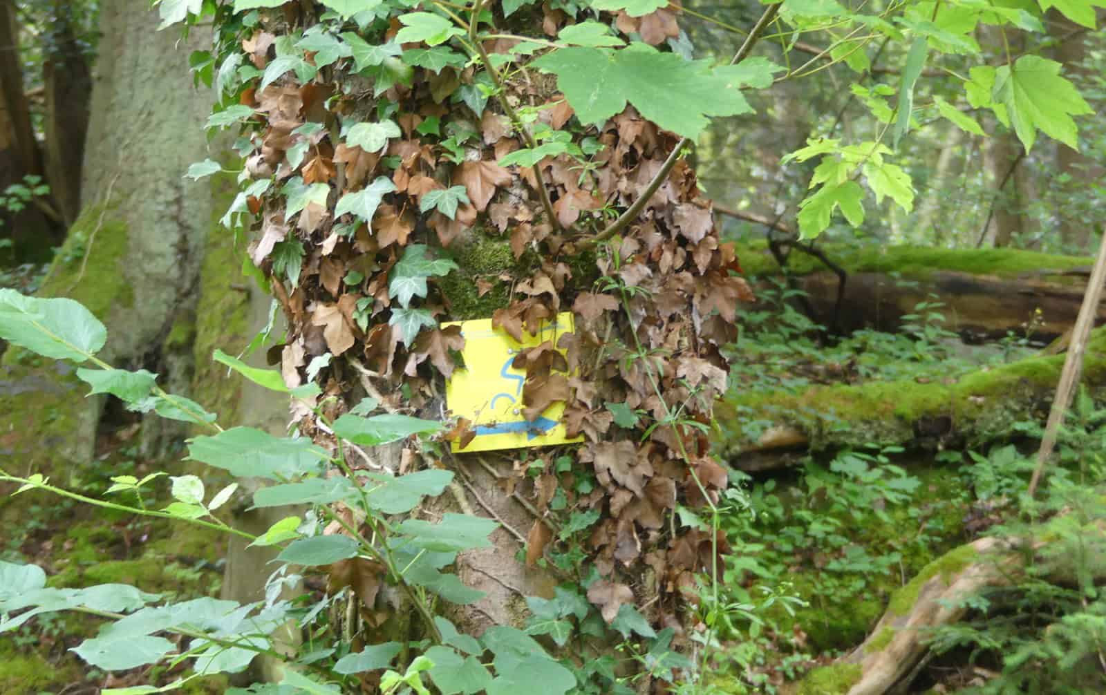 forst und radweg sulgen tal dk 020724 (8)