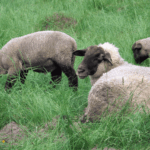 schafe am bergstöffel dk 210522 (3)