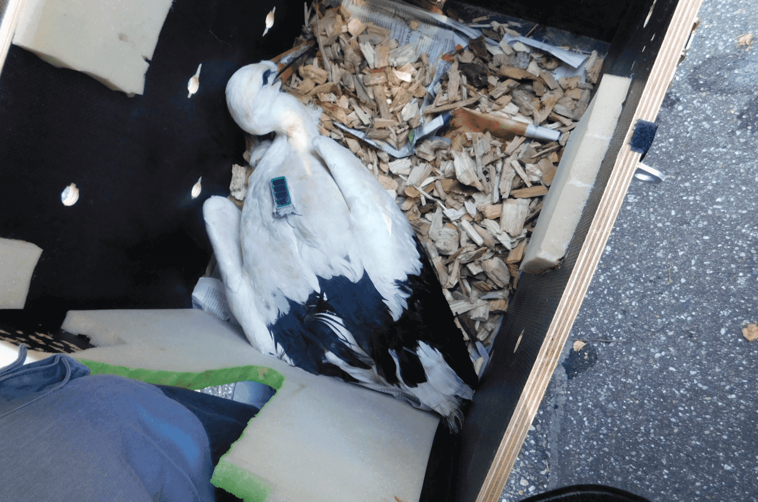 verletzt in kiste dkpm 150724