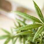 cannabis 5330975 1280