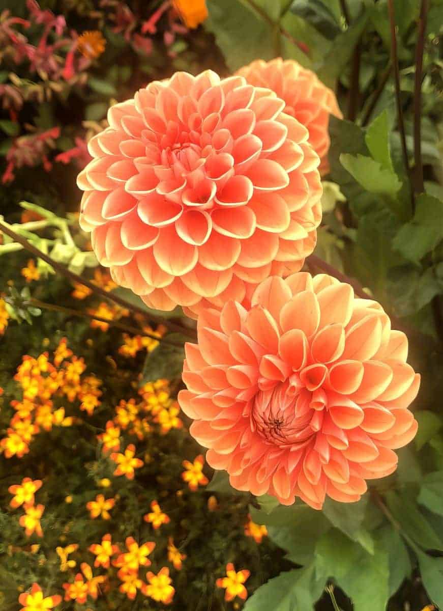 lgs wangen dahlien 114035