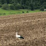 storch acker leopold walter 170824