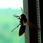 wespe sehr groß dk 270512