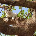 240920 katze andima pixelio.de