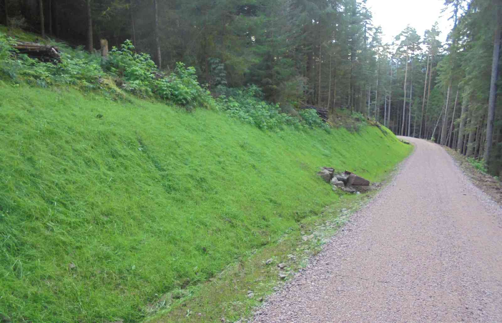 forst radweg begrünt dk 100924 (5)