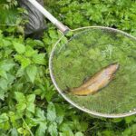 tennenbronn elektrobefischung fisch de dkpm 180924